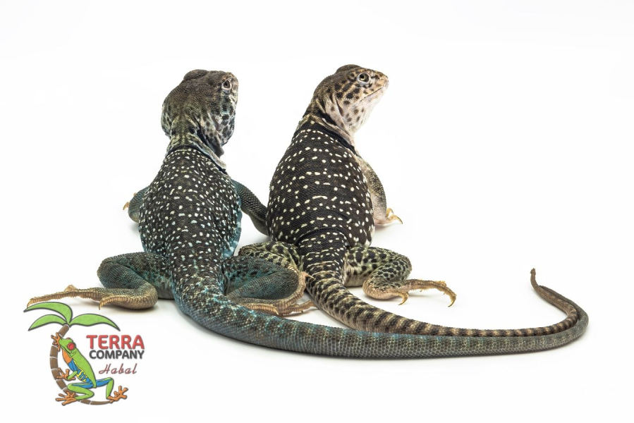 Crotaphytus collaris