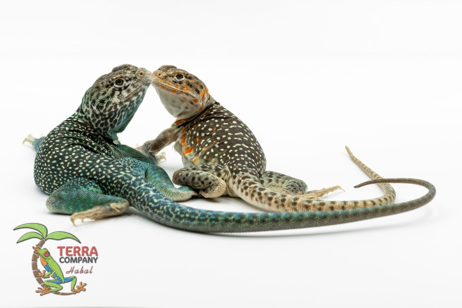 Crotaphytus collaris collaris