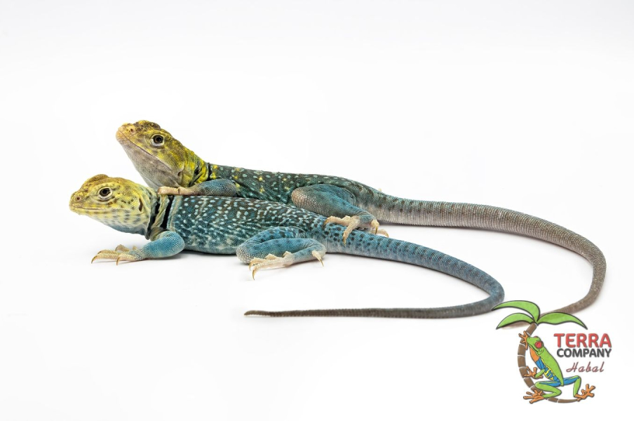 Crotaphytus collaris auriceps