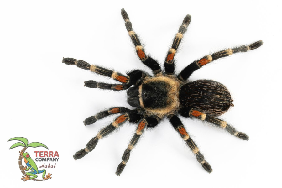 Brachypelma auratum