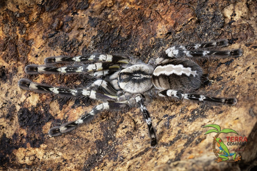 Poecilotheria regalis