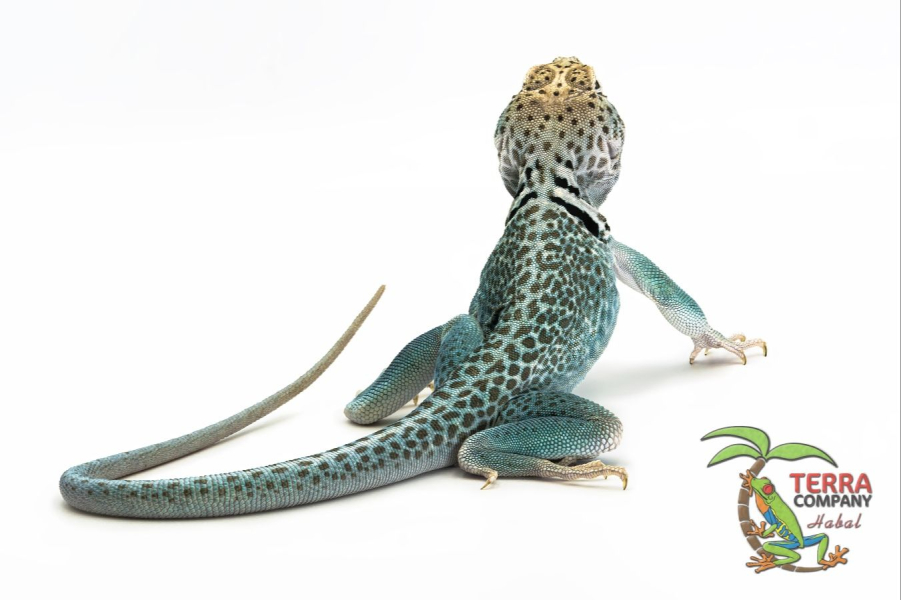 Crotaphytus collaris Panther