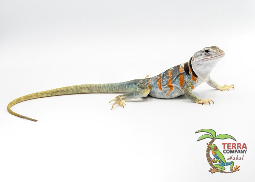 Crotaphytus dickersonae