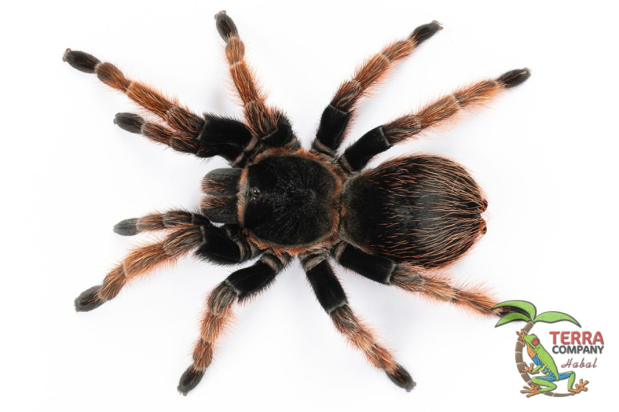 Brachypelma klaasi
