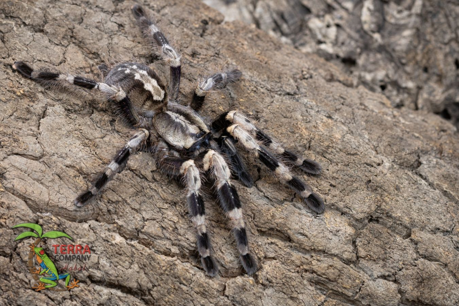 Poecilotheria tigrinawesseli