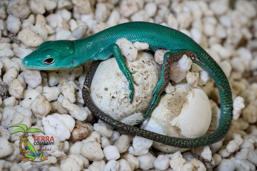 Gastropholis prasina