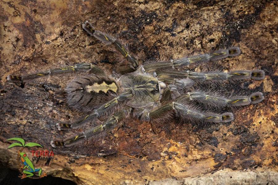 Poecilotheria rufilata
