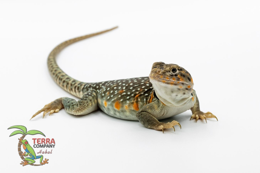 Crotaphytus collaris collaris