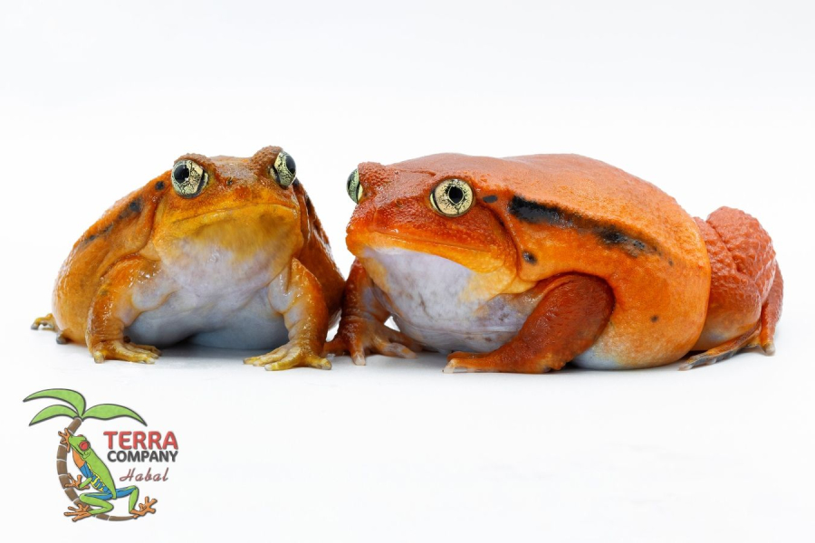 Dyscophus antongilii - Tomato frog