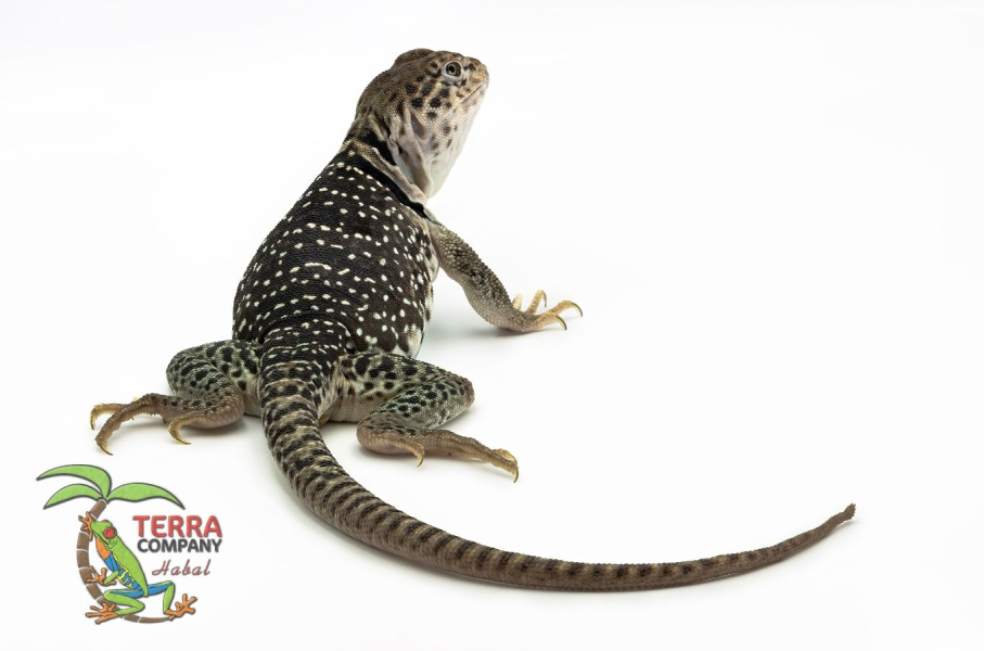 Crotaphytus collaris