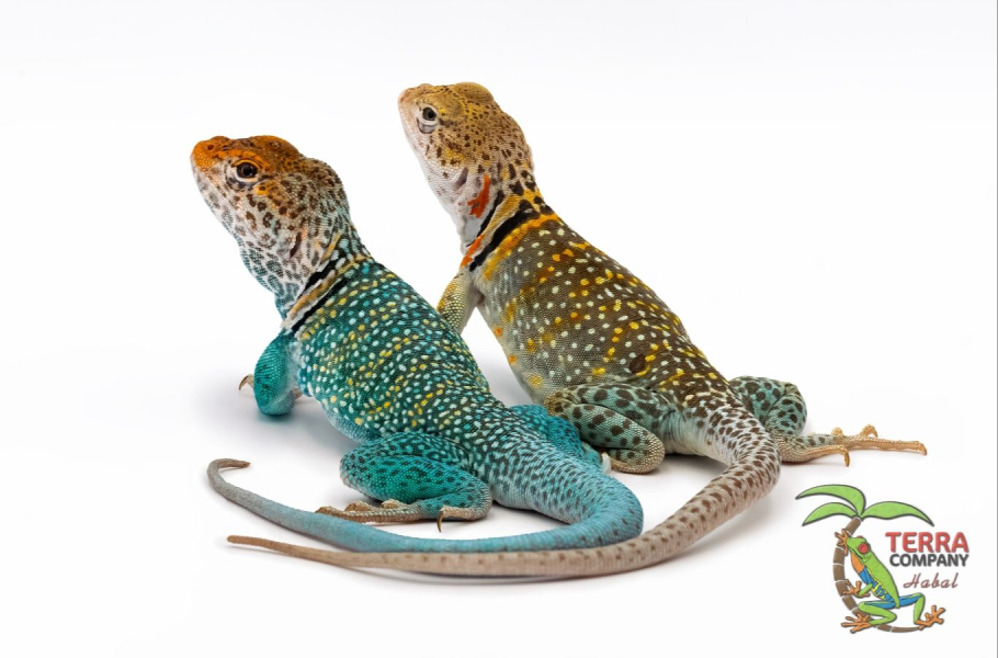 Crotaphytus collaris baileyi