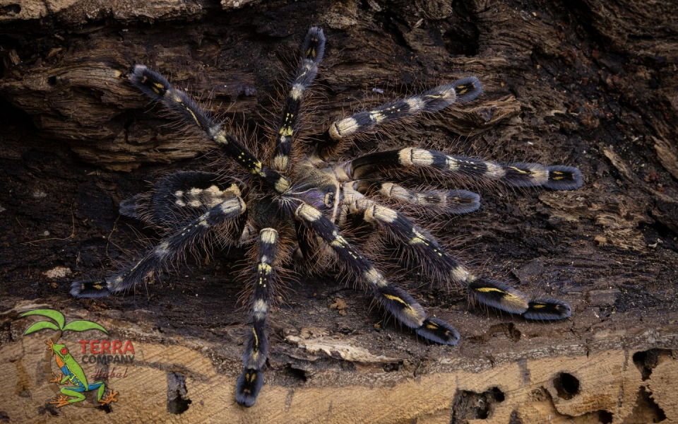 Poecilotheria subfusca lowland