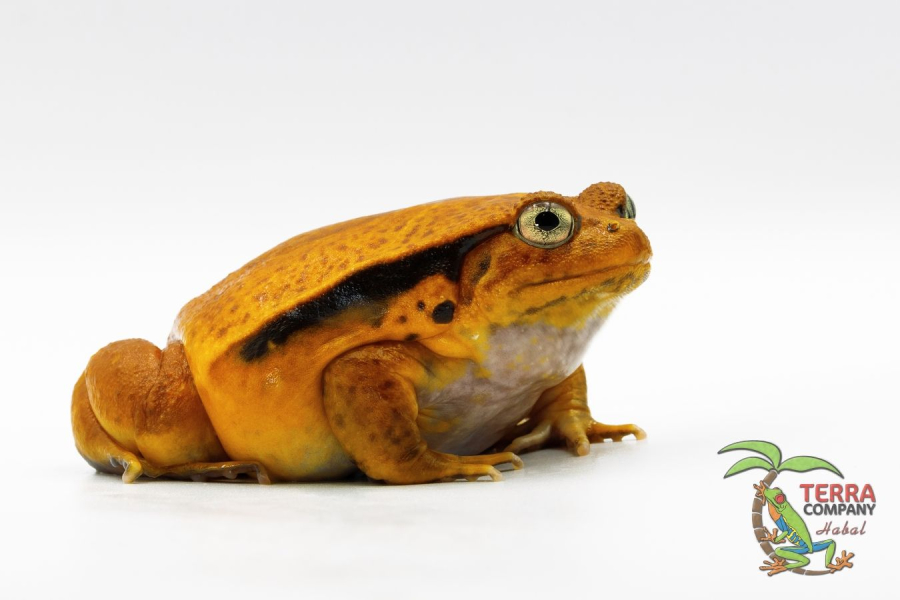 Dyscophus guineti - False Tomato Frog