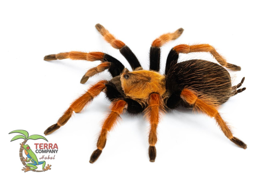 Brachypelma boehmei