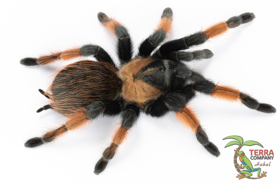Brachypelma emilia
