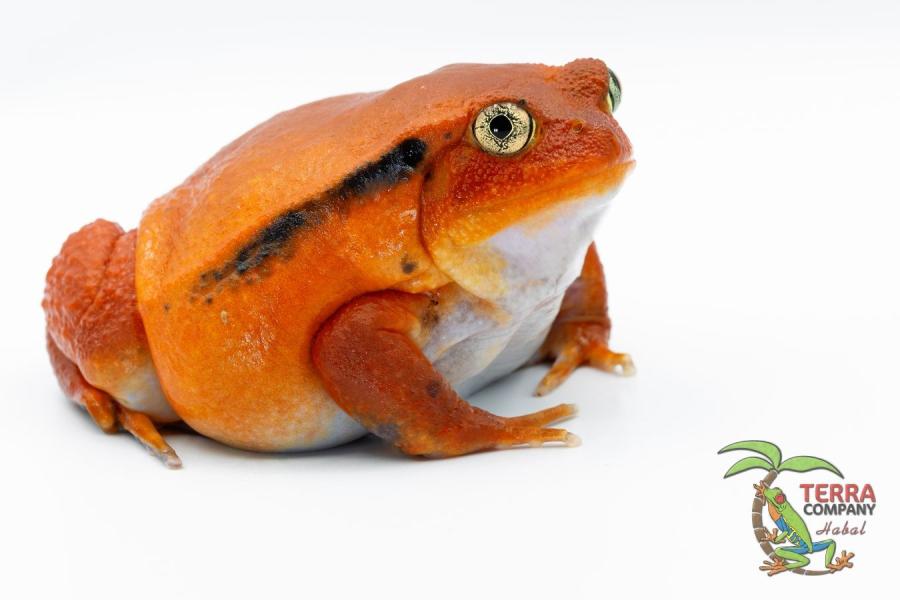 Dyscophus antongilii - Tomato frog