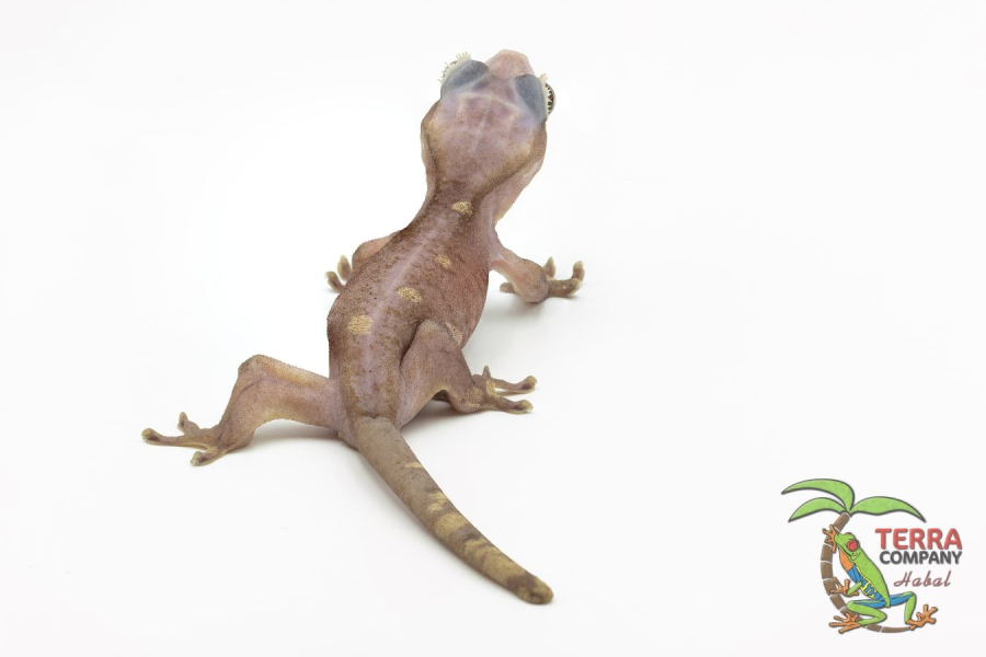 Melanistic Super Cappuccino