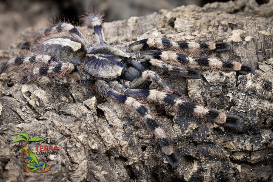 Poecilotheria formosa