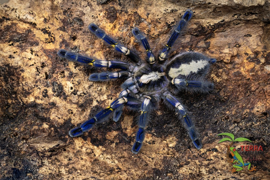 Poecilotheria metallica