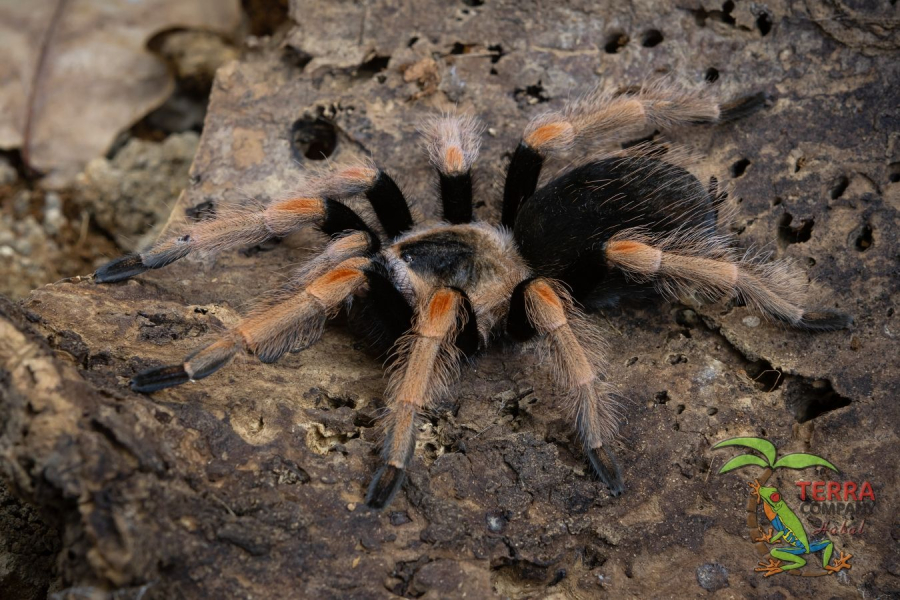 Brachypelma baumgarteni