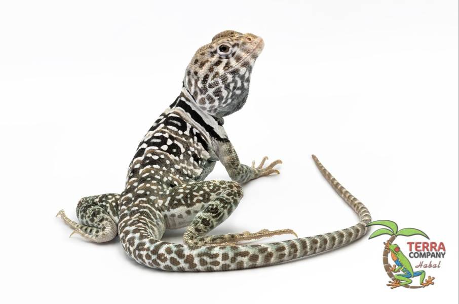 Crotaphytus collaris - sp. Fancy
