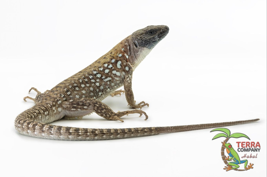 Timon kurdistanicus