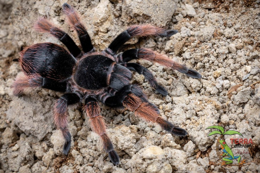 Brachypelma klaasi