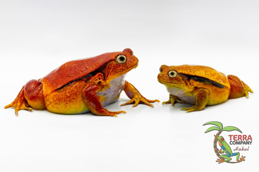 Dyscophus guineti - False Tomato Frog