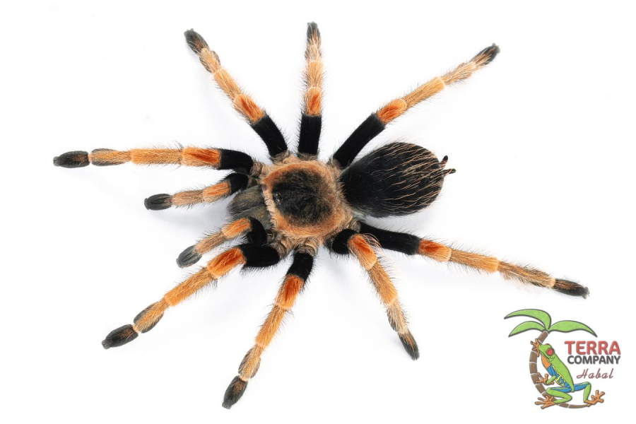 Brachypelma baumgarteni