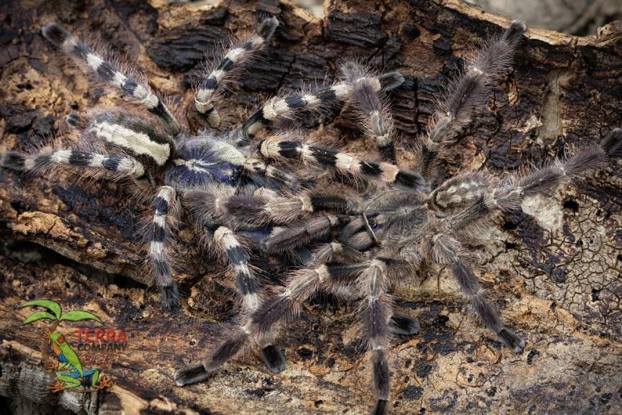 Poecilotheria formosa