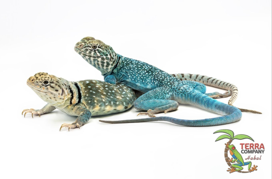 Crotaphytus collaris - Wichita Mountains