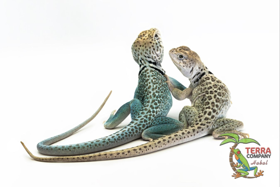 Crotaphytus collaris Panther