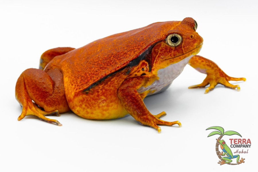 Dyscophus guineti - False Tomato Frog