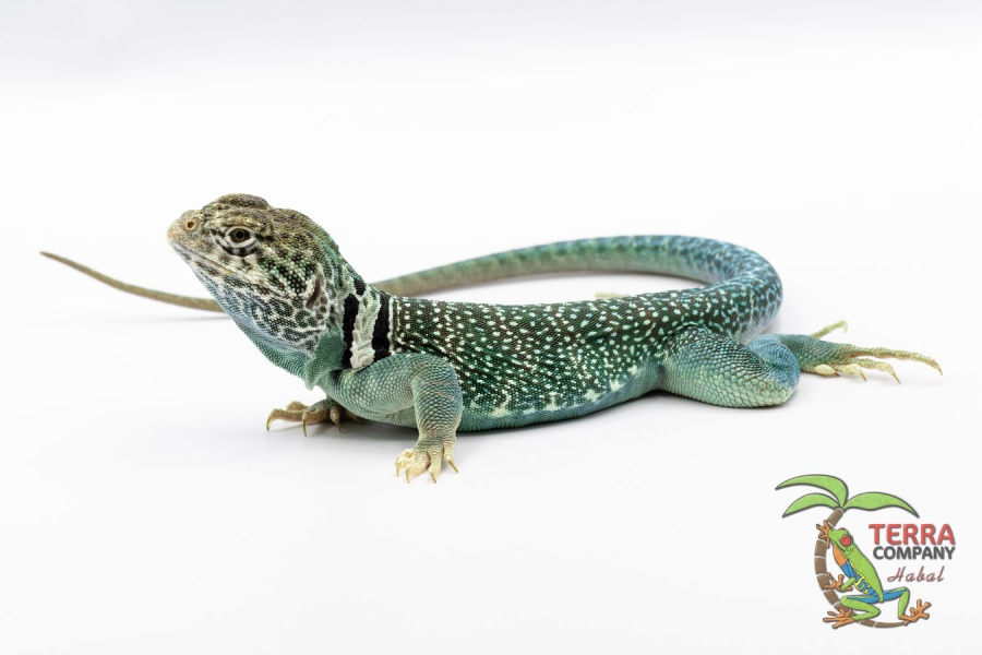 Crotaphytus collaris collaris
