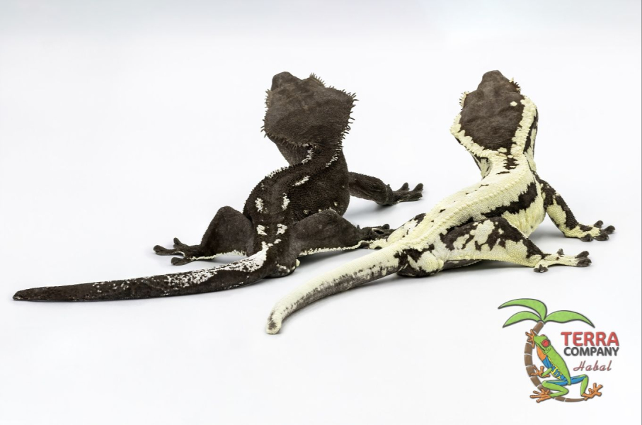 Axanthic Frappuccino