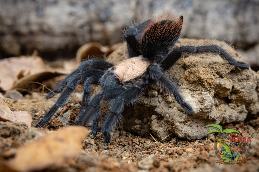 Brachypelma albiceps