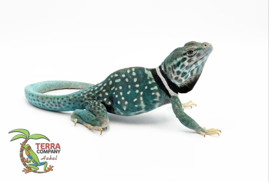 Crotaphytus dickersonae