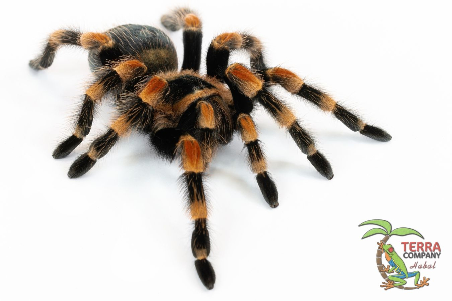 Brachypelma hamorii