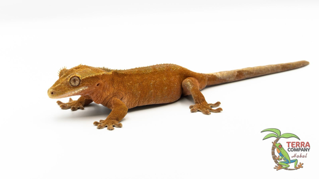 Bicolor