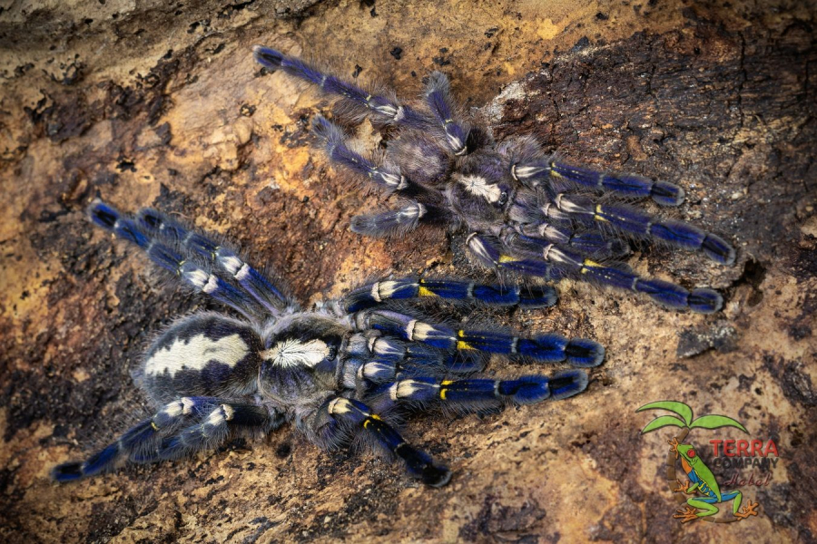 Poecilotheria metallica