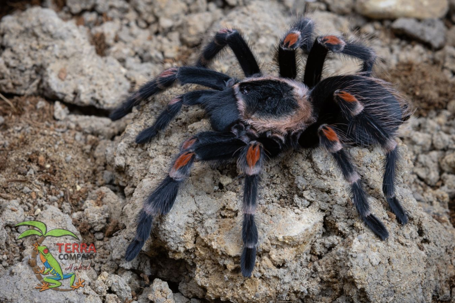 Brachypelma auratum