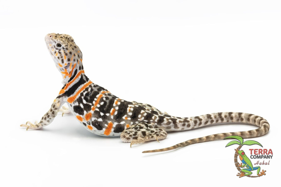 Crotaphytus collaris - sp. Fancy