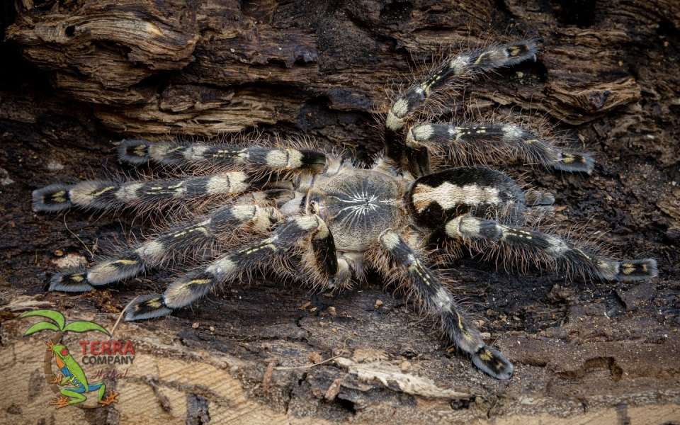 Poecilotheria subfusca highland