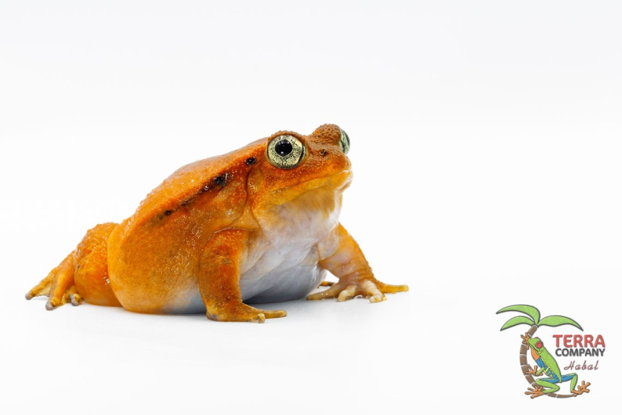 Dyscophus antongilii - Tomato frog