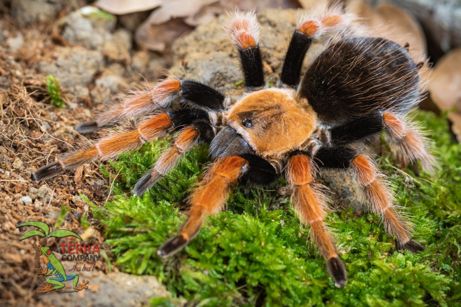 Brachypelma boehmei