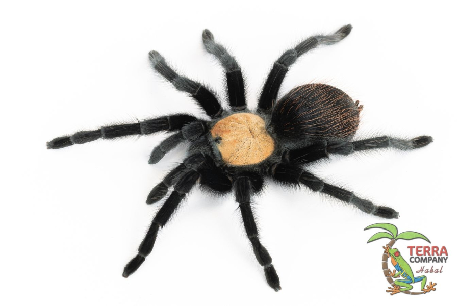 Brachypelma albiceps