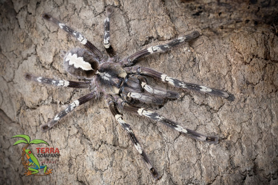 Poecilotheria smithi