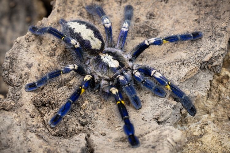 Poecilotheria