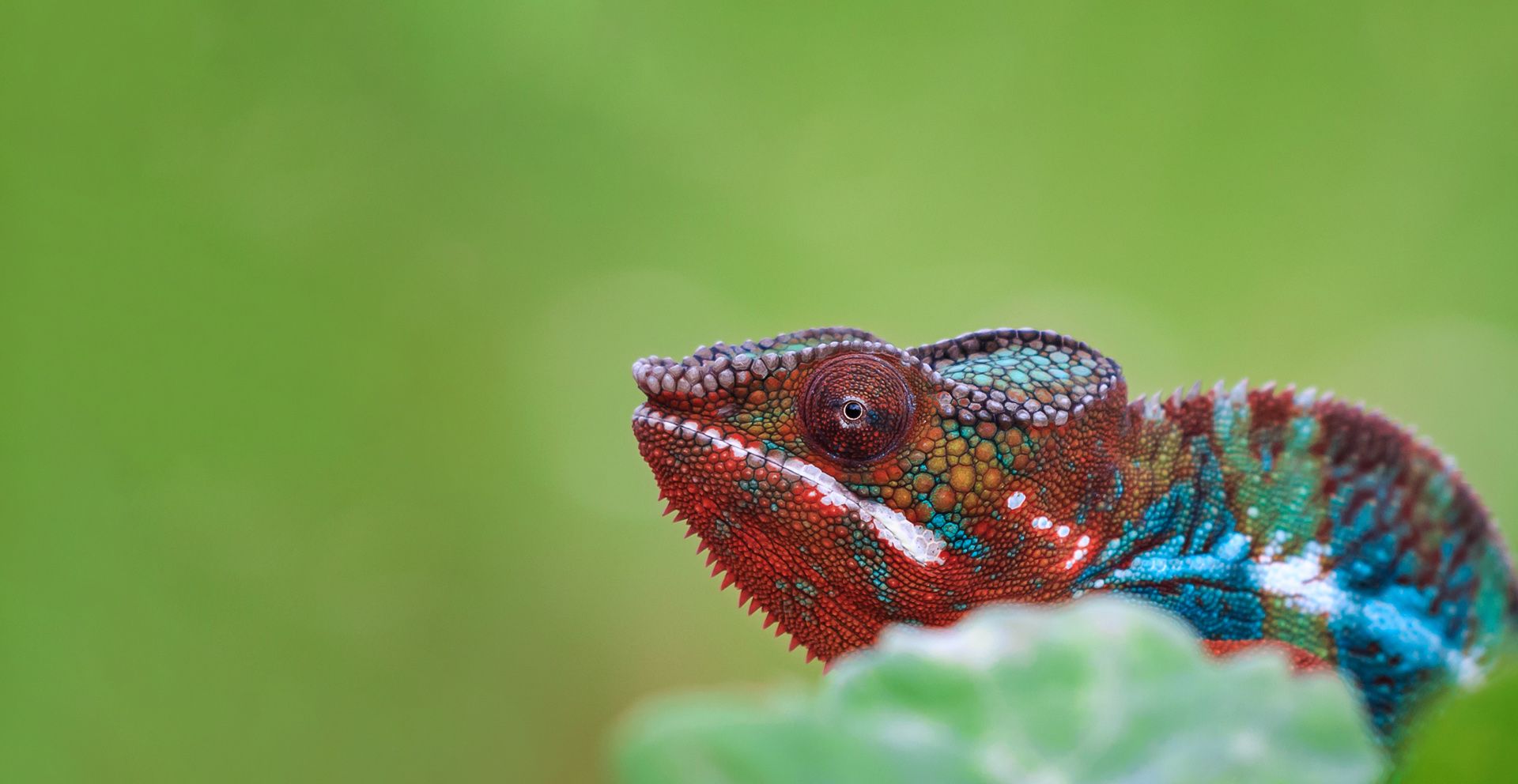 chameleon