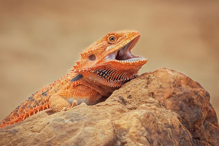 pogona